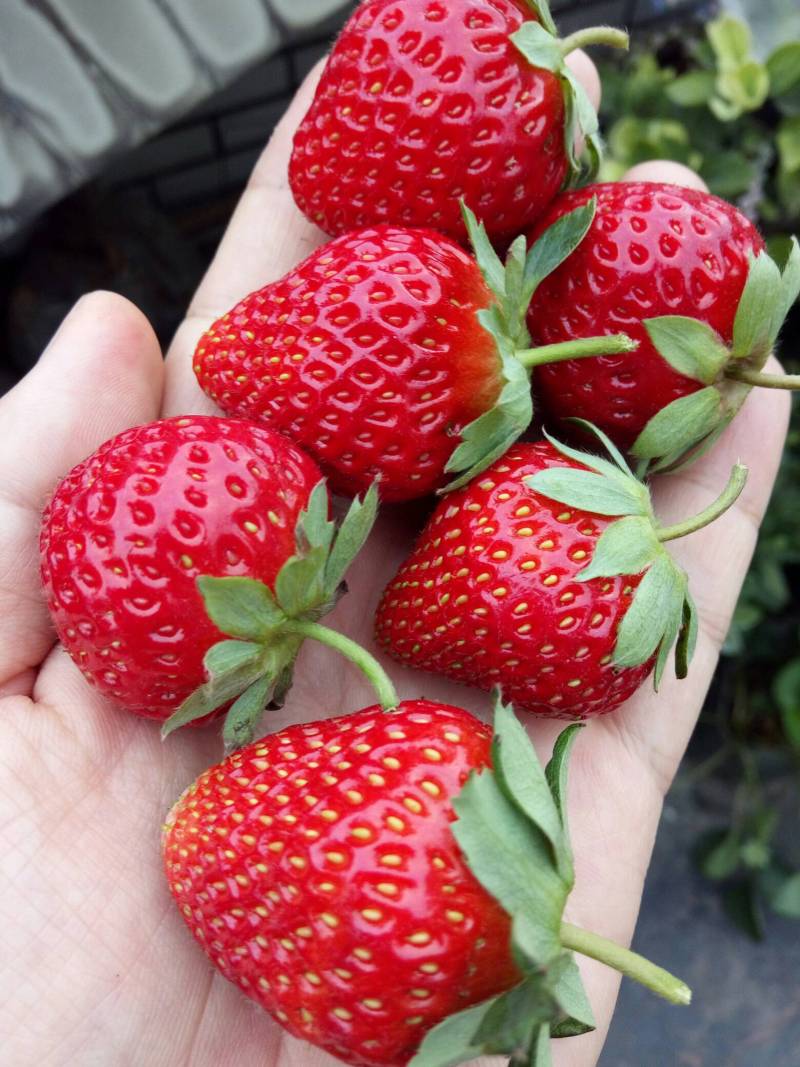 2020草莓夏果,依然香甜艳丽