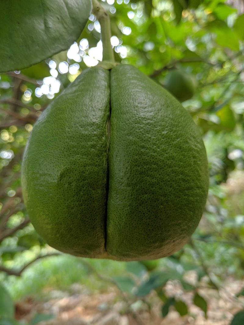 今天看到一个母沙田柚 - 柚子论坛 - 水果邦农人之家论坛