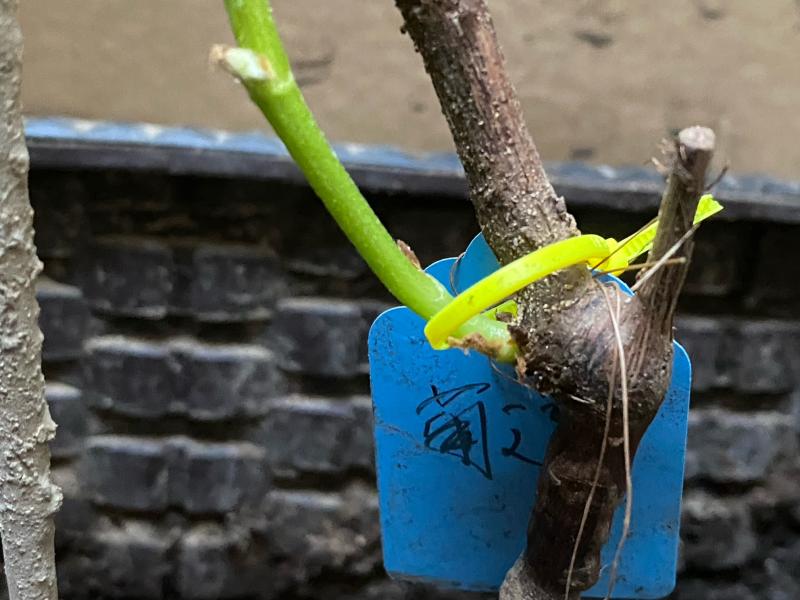 这是砧木孽萌的芽吗?求鉴定
