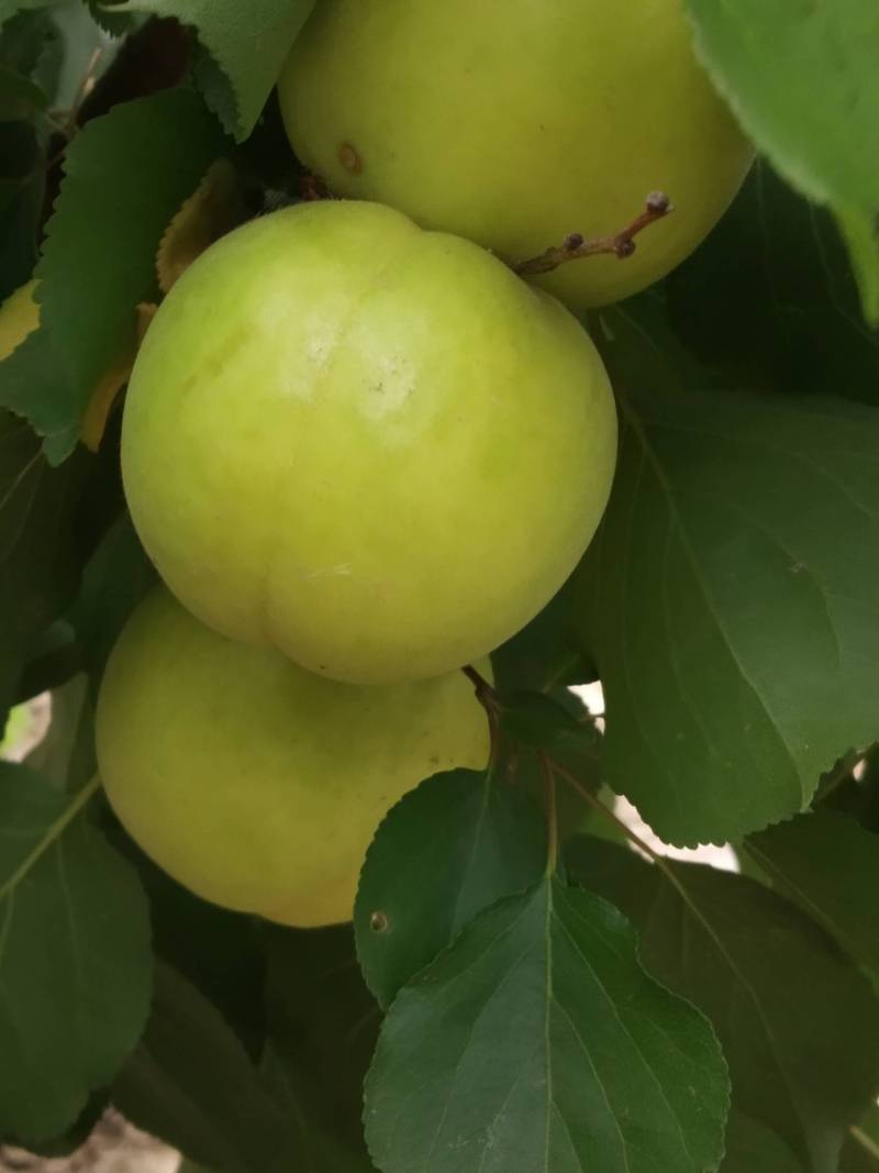 特早熟银白杏 - 杏树论坛 - 水果邦农人之家论坛