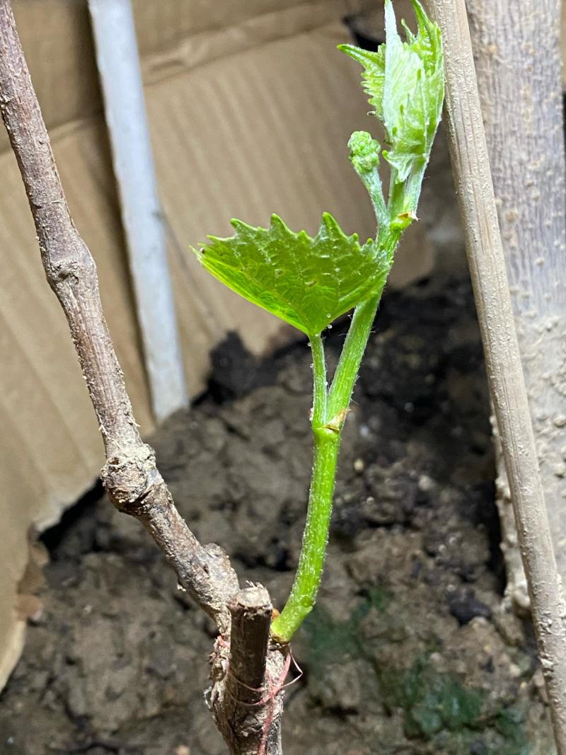 这是砧木孽萌的芽吗?求鉴定