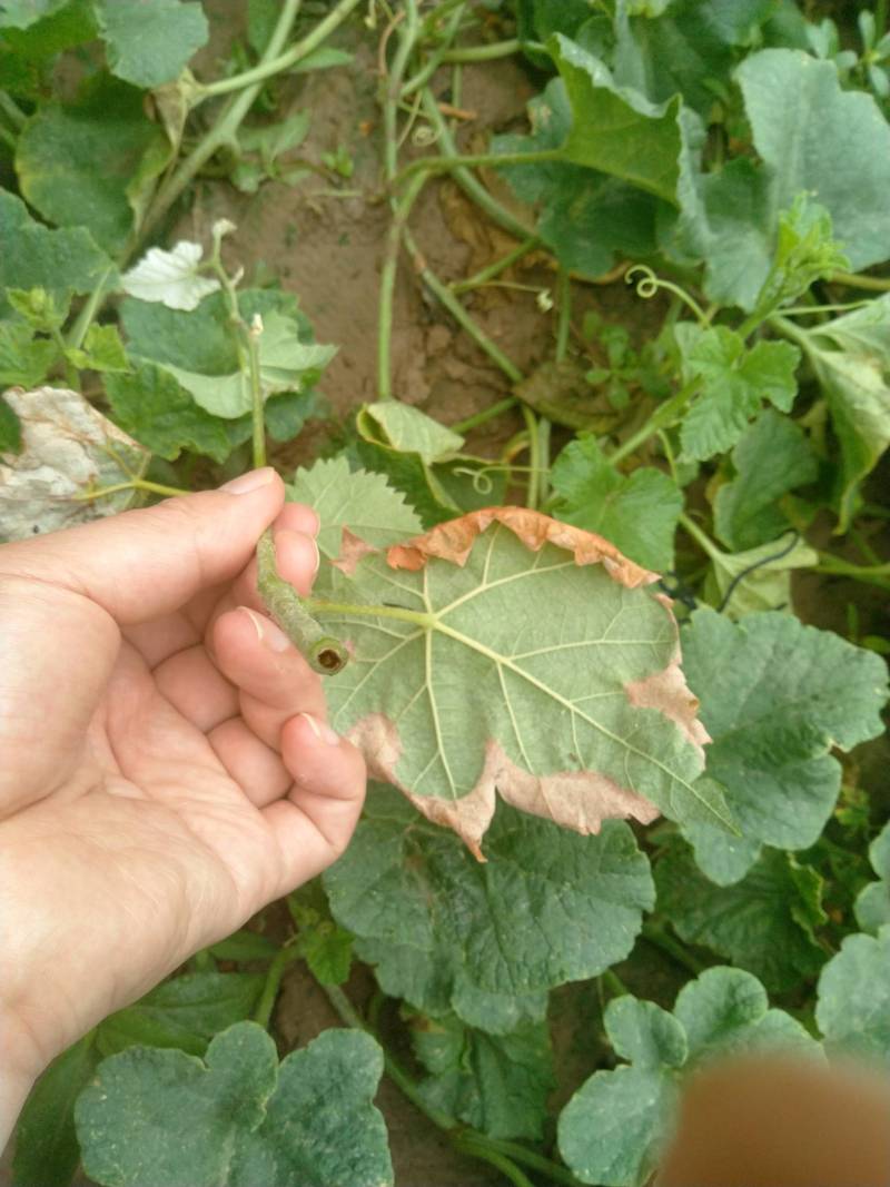 钻心虫是不是独爱阳光玫瑰! - 葡萄论坛 - 水果邦农人之家论坛