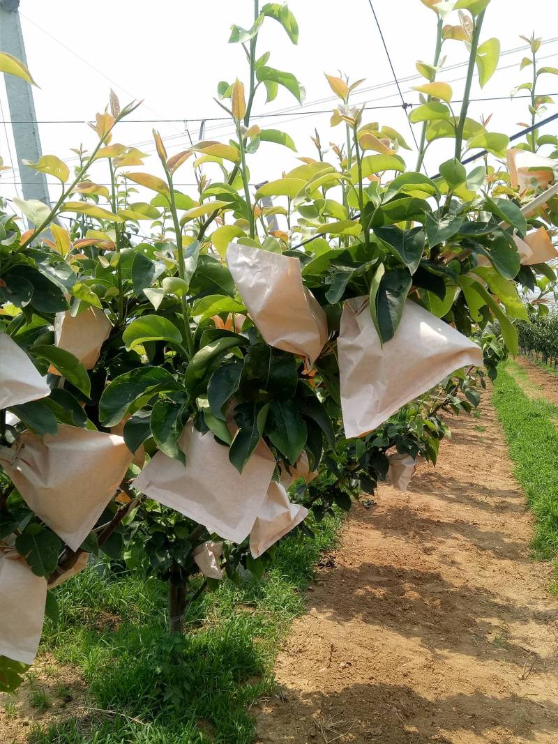 秋月梨套袋完成!