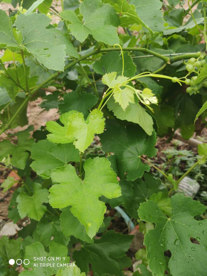 华佳8,5bb,so4,3309m葡萄砧木