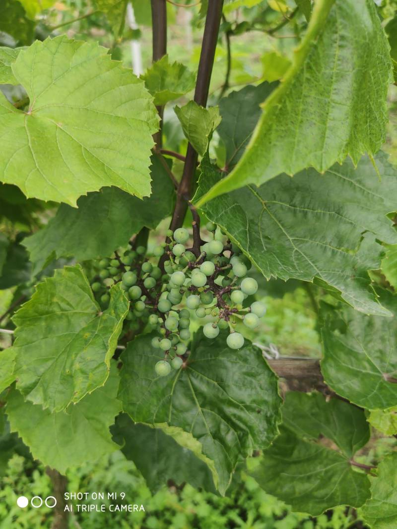 华佳8,5bb,so4,3309m葡萄砧木