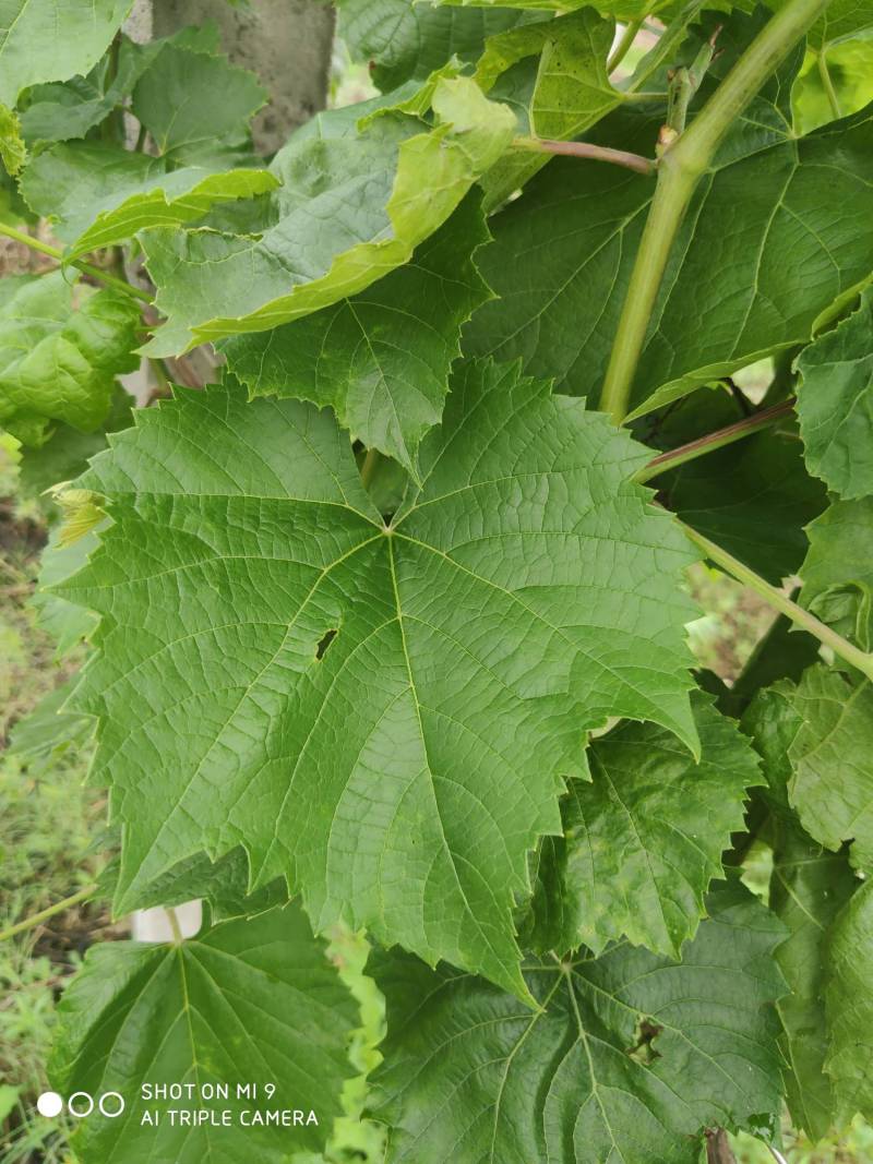 华佳8,5bb,so4,3309m葡萄砧木