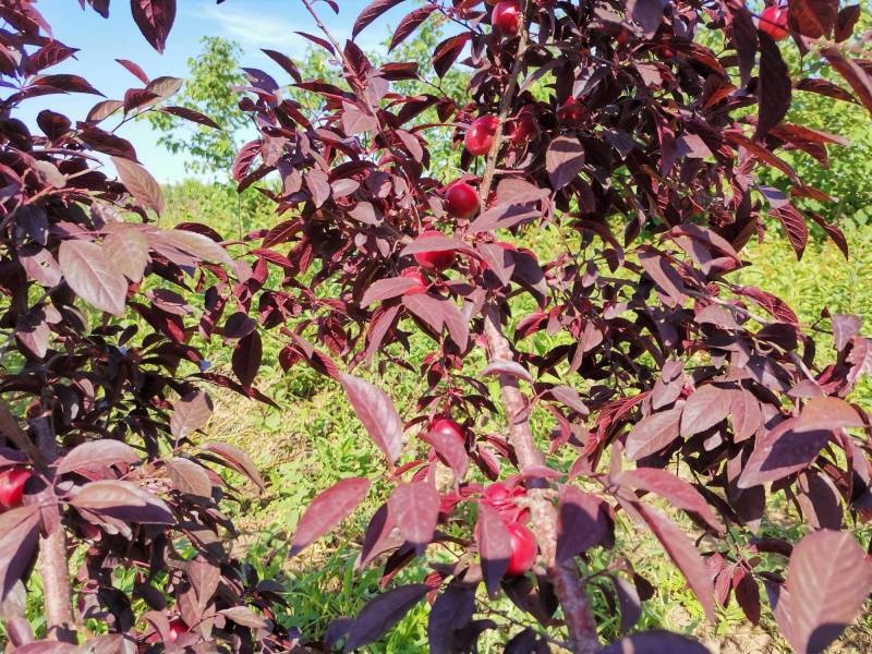 紫冠钙果结果状