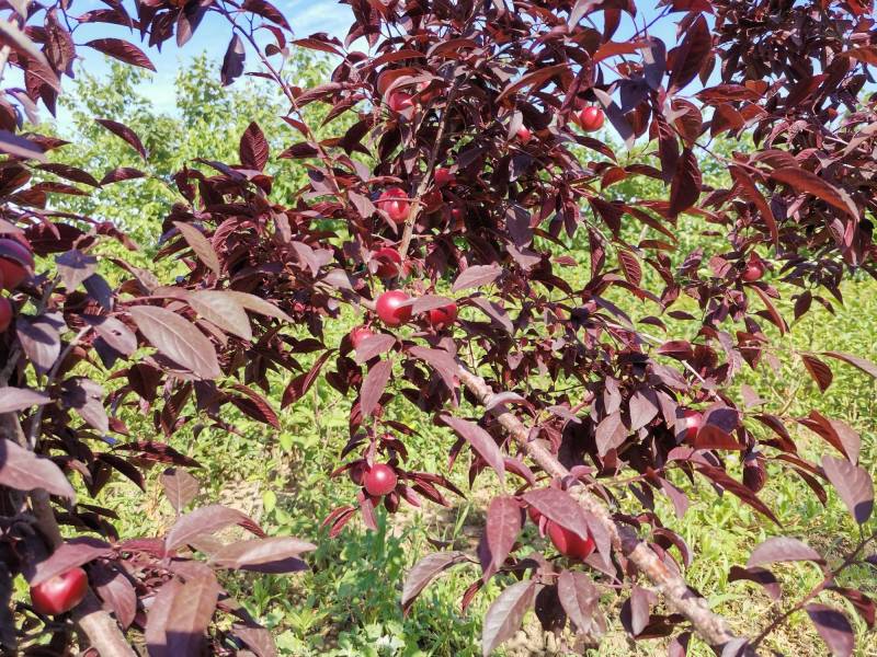 紫冠钙果结果状