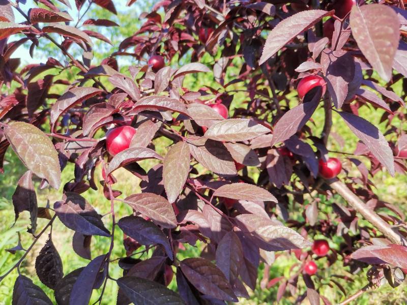 紫冠钙果结果状