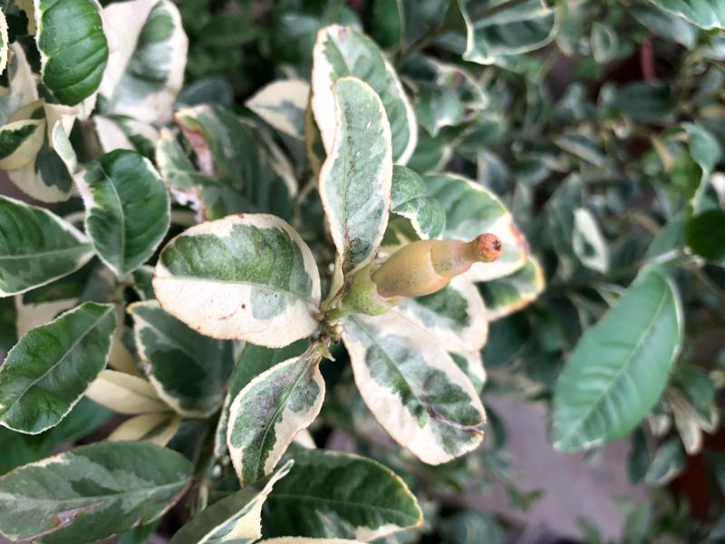 泰国斑叶柠檬挂果