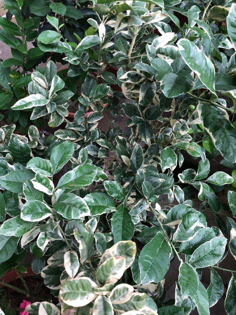 泰国斑叶柠檬挂果