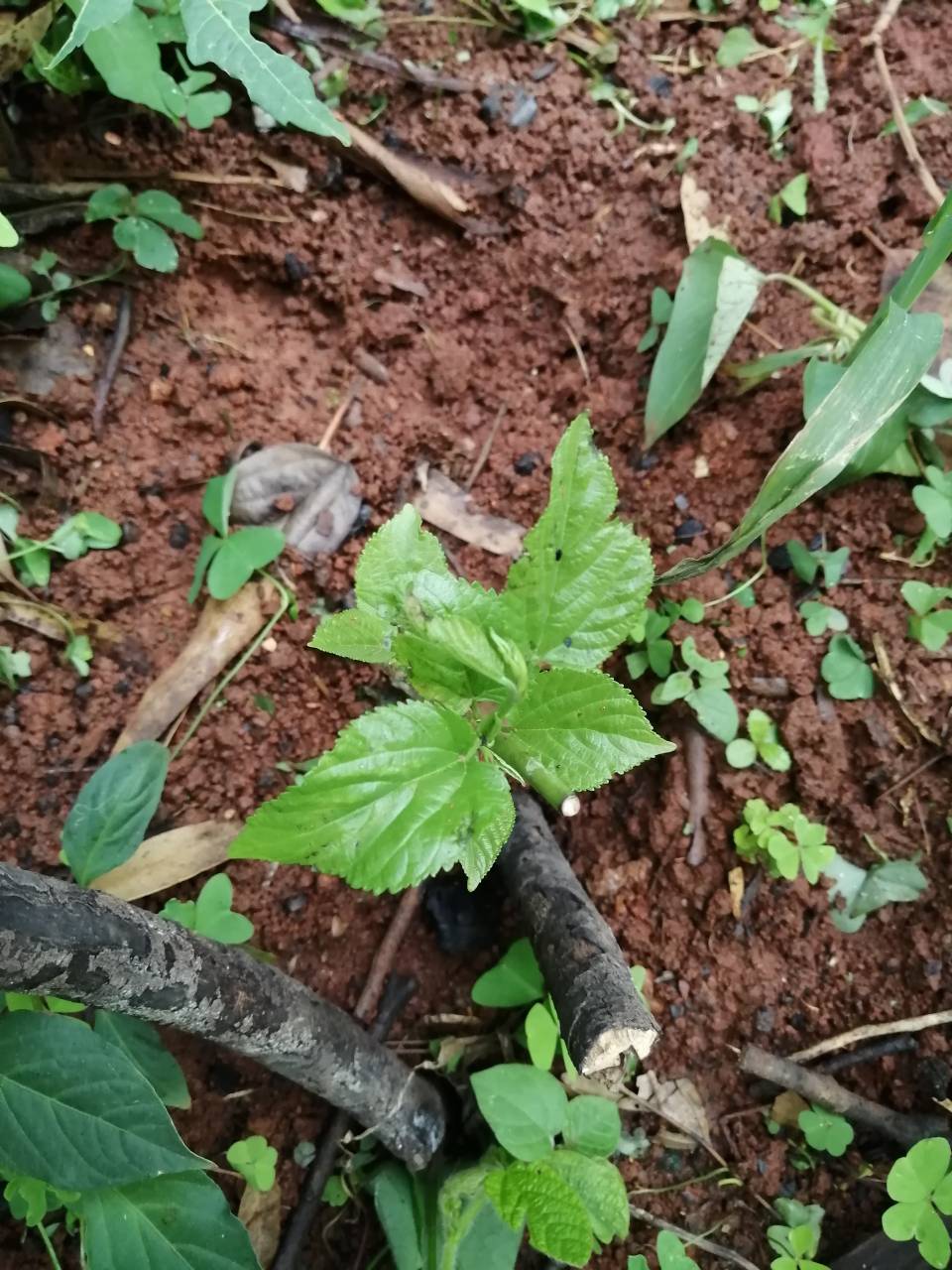 桑树刚发芽图片