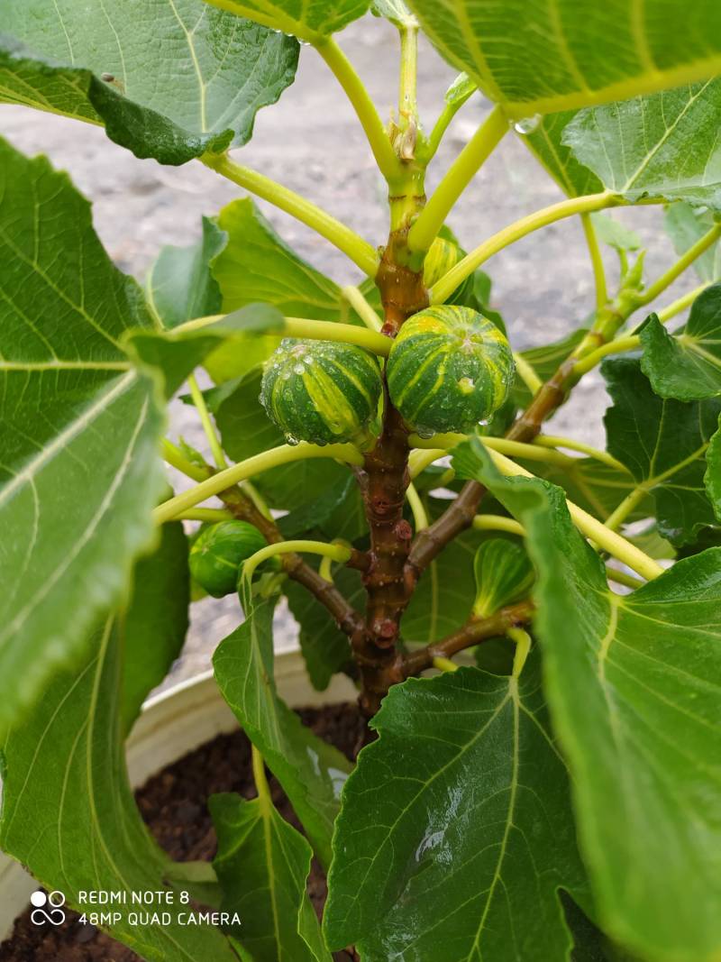 bnr - 无花果论坛 - 水果邦农人之家论坛