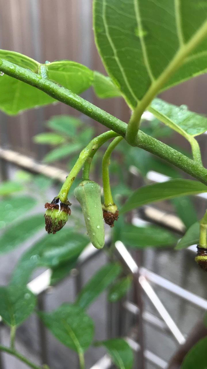 实生苗二年苗,暴力自花授粉坐果成功吗?要留多少个果不知什么品种.