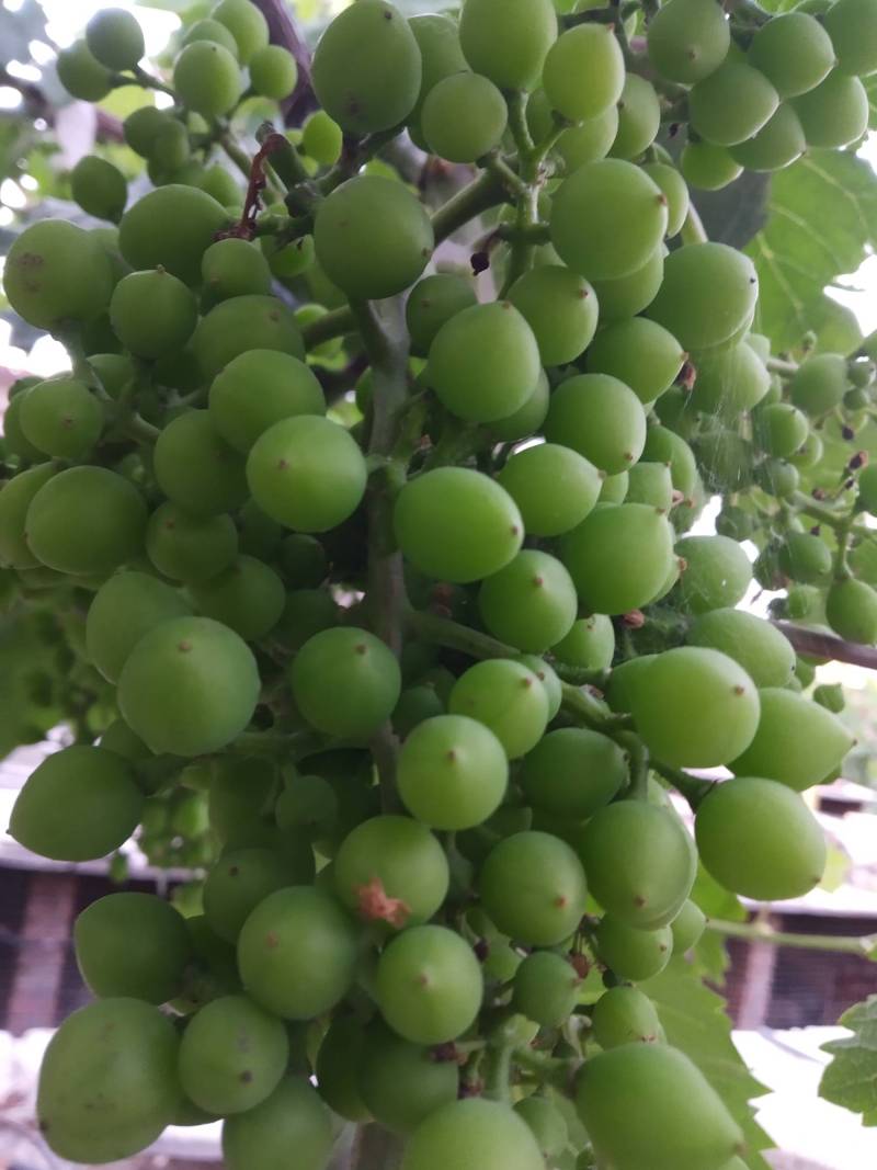 葡萄的膨大处理