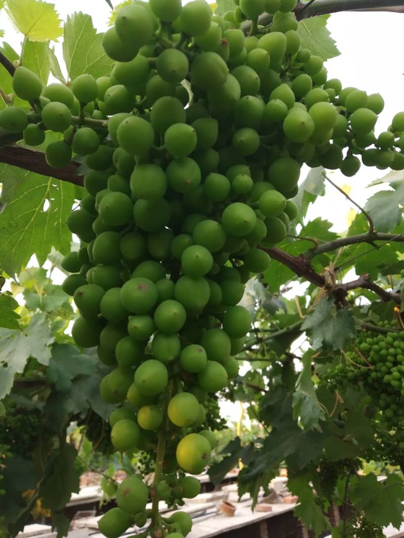 葡萄的膨大处理