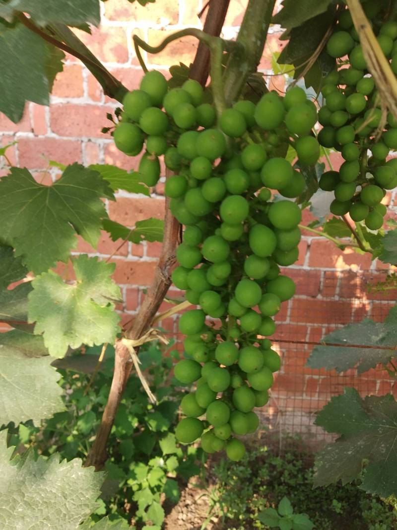 葡萄的膨大处理