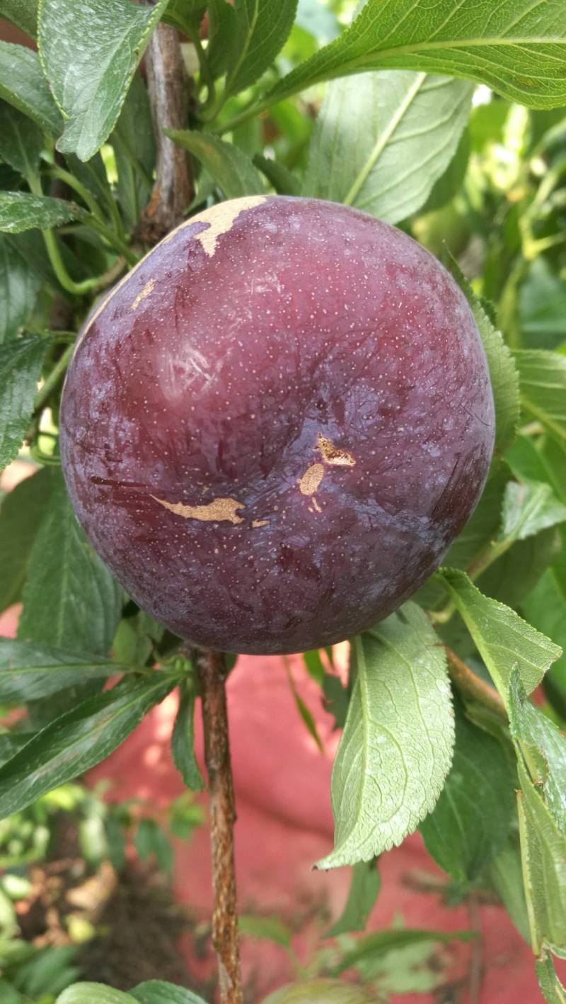 杂交杏李一风味玫瑰熟了.