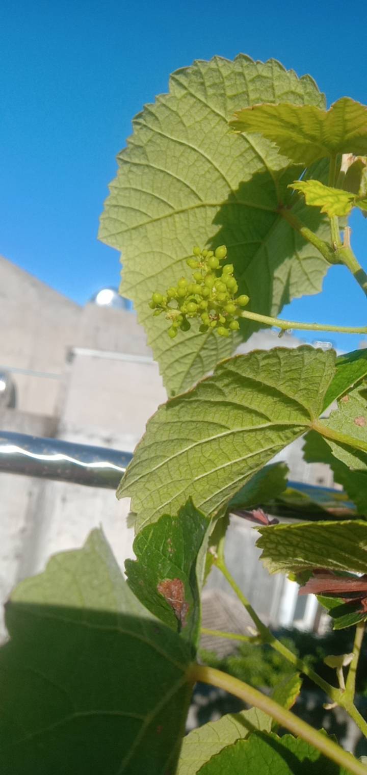 寒香蜜副梢两叶摘心来花苞 - 葡萄论坛 - 水果邦农人之家论坛