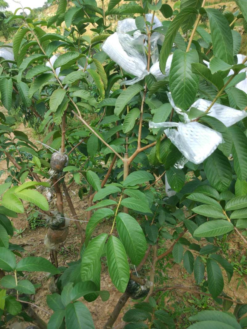 论坛 69 ≡南方果树区≡ 69 番石榴论坛 69 胭脂红全面修剪