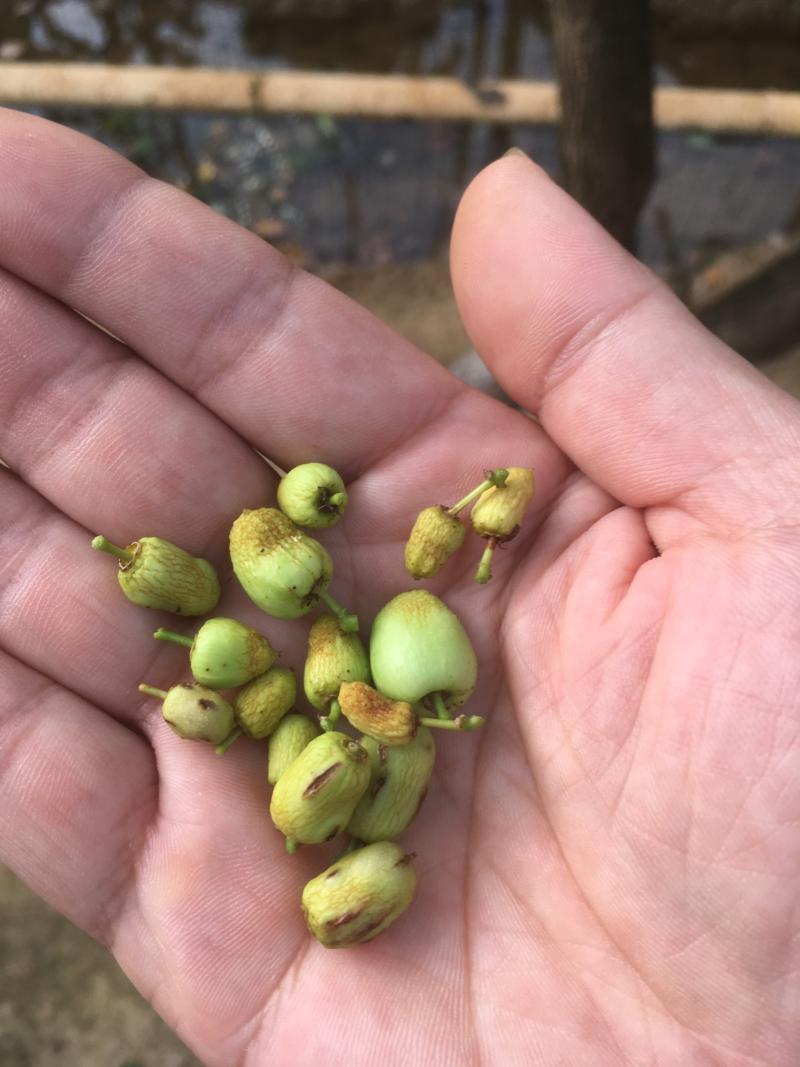 枣子幼果干了或者开裂是什么情况