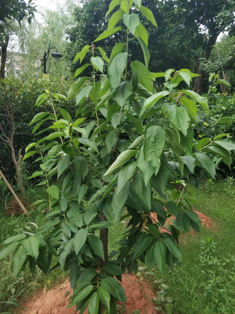 南方小区里的大樱桃树