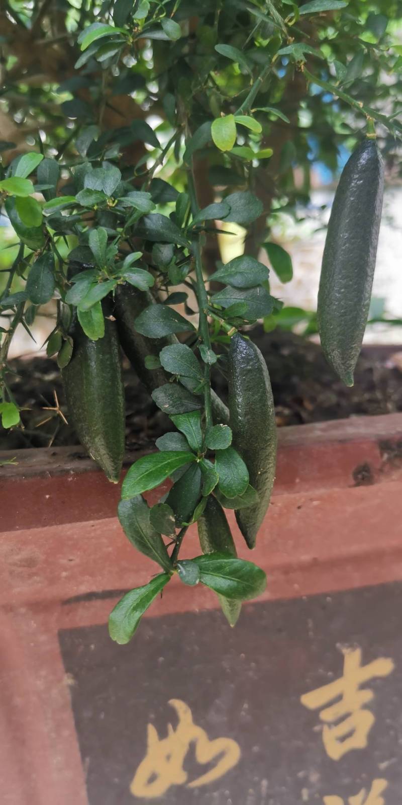 论坛 69 ≡南方果树区≡ 69 柠檬论坛 69 手指柠檬初长果