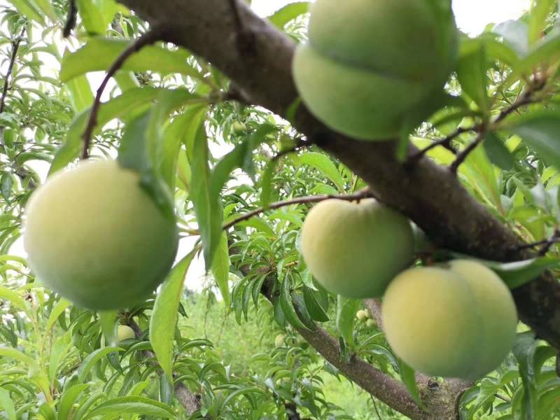 蜂糖李果甜,卖价高,很多人会种树,说就是搞不结