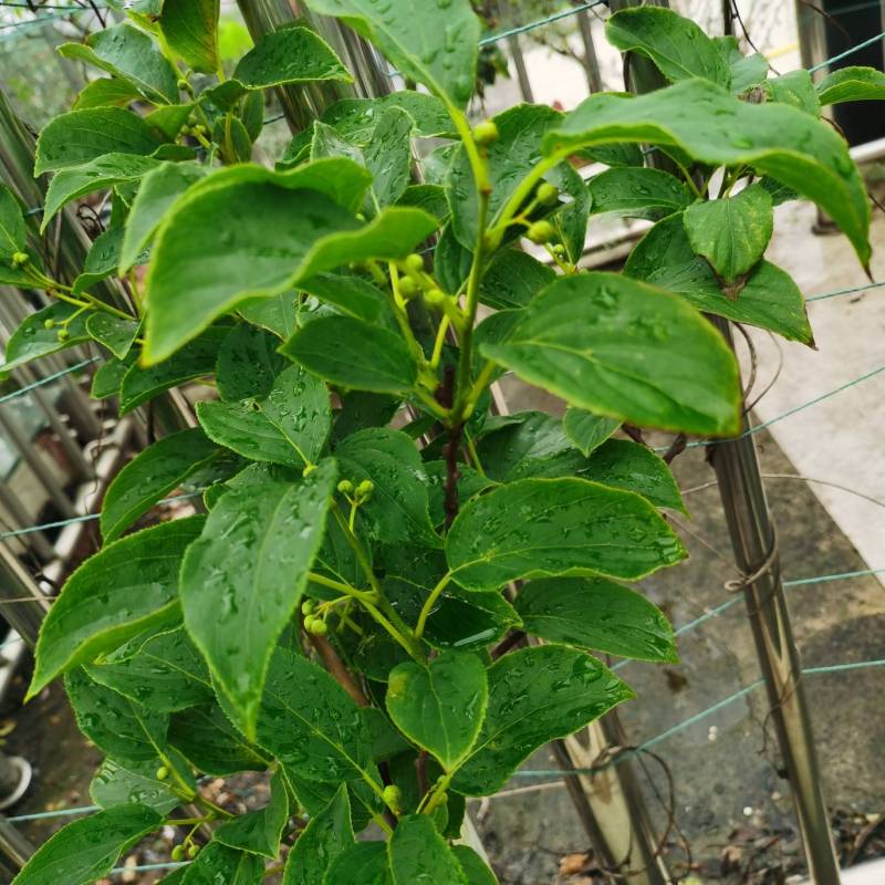 晒晒我种的猕猴桃,杭州好像太热了,有一颗现在叶子都卷了