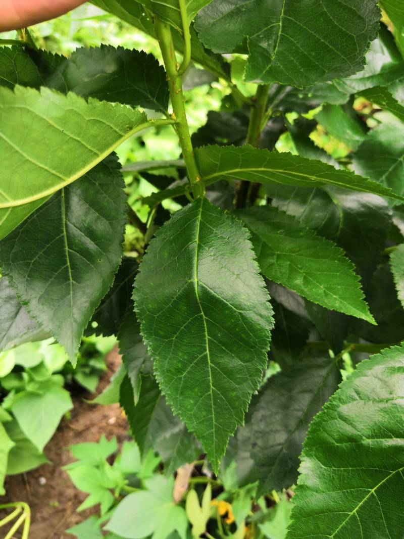 川简买的红妃嫩叶微红不知对版否