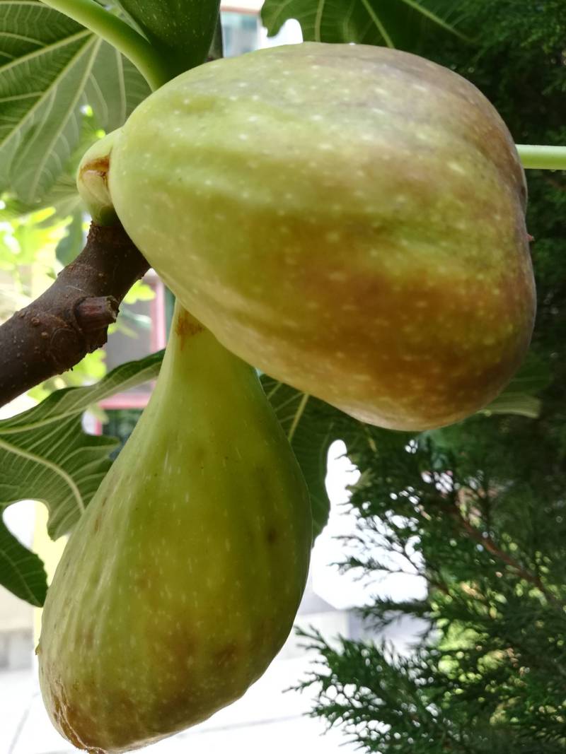 46/布兰瑞克春果秀!