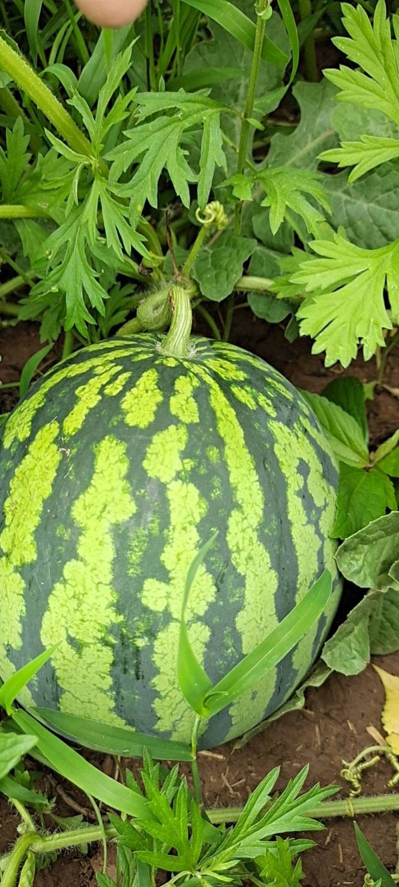 地里的各种西瓜