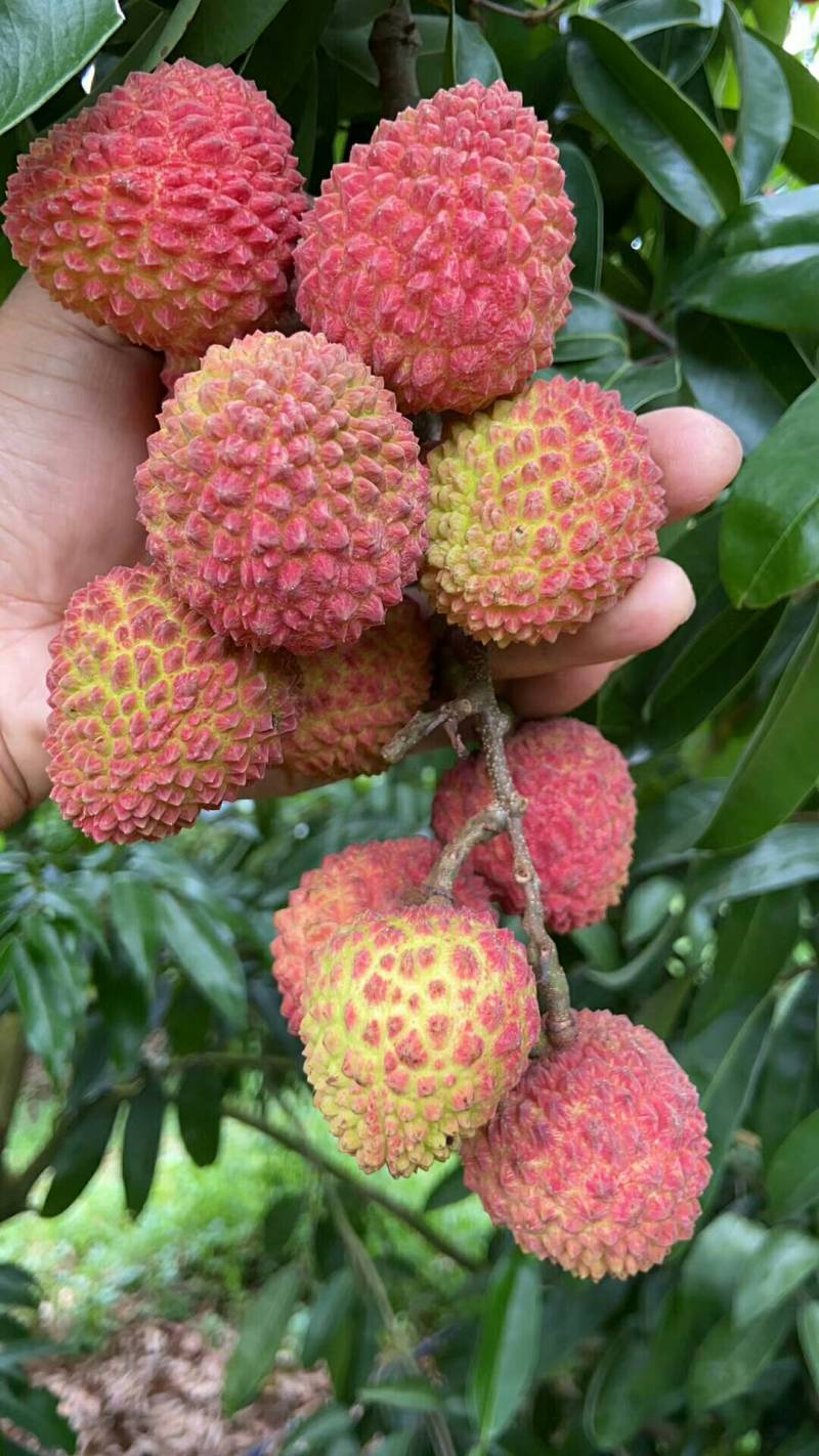 荔枝新品种:"尖肚仔"荔枝