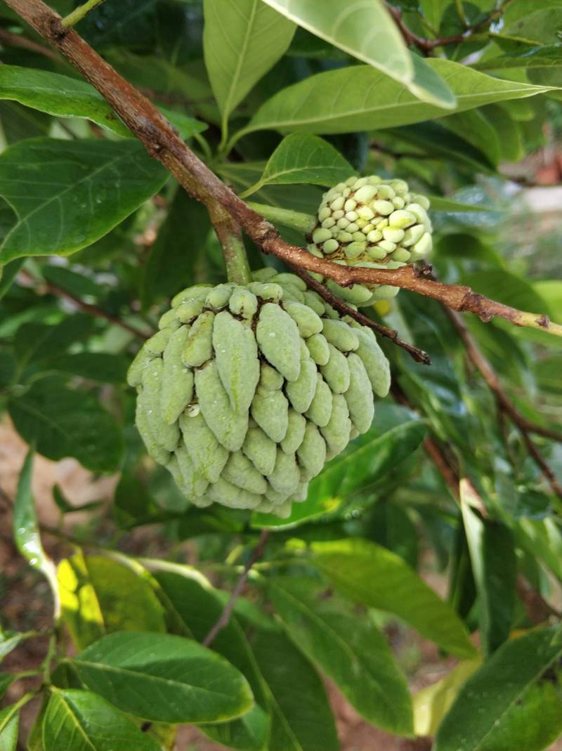 这是什么品种的释迦? - 番荔枝(释迦) - 水果邦农人之家