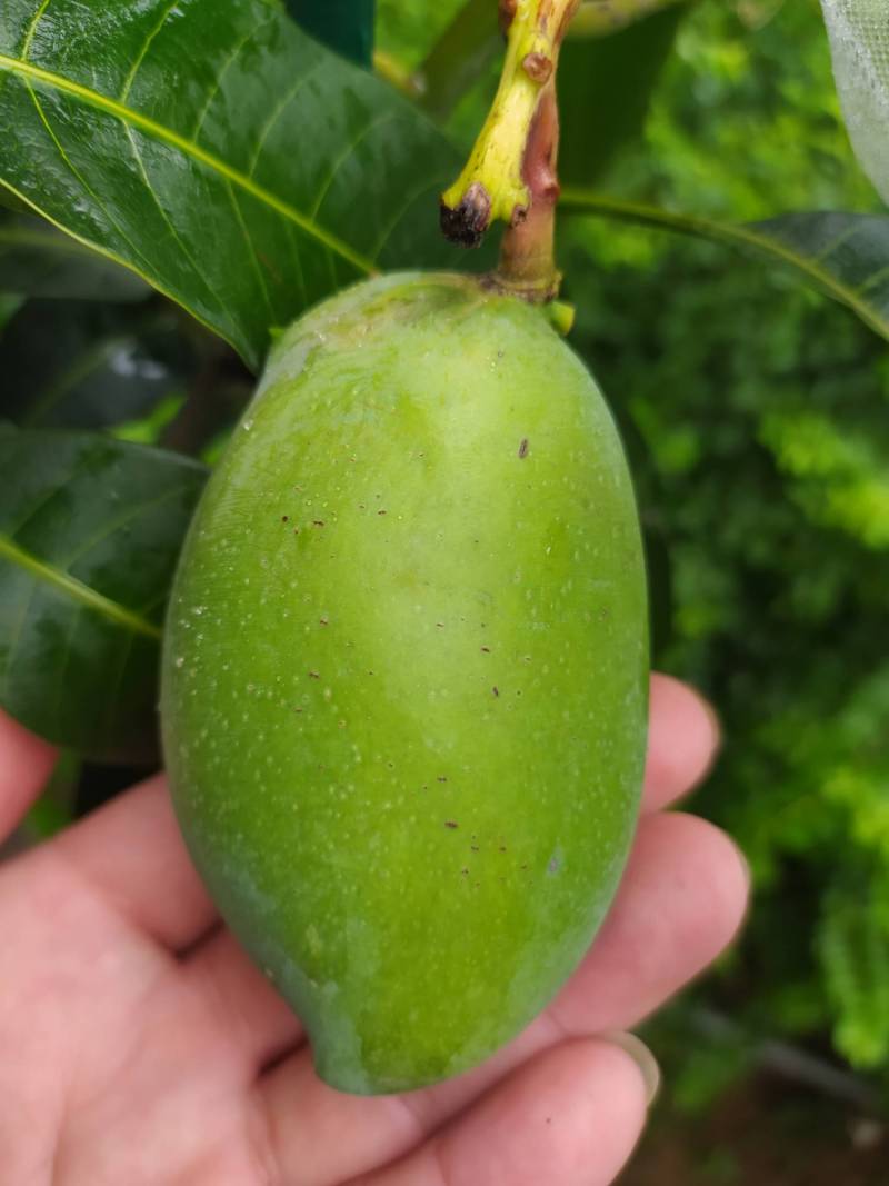 宁波第一年芒果品种鉴定 - 芒果论坛 - 水果邦农人之家