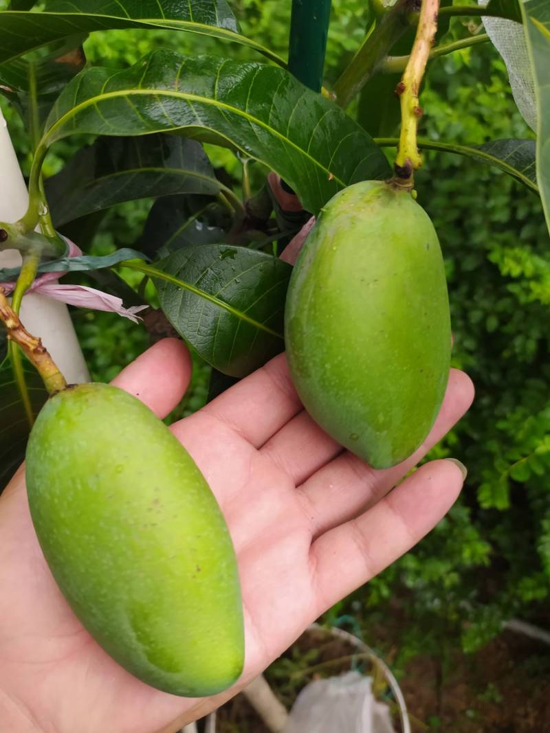 宁波第一年芒果品种鉴定 - 芒果论坛 - 水果邦农人之家