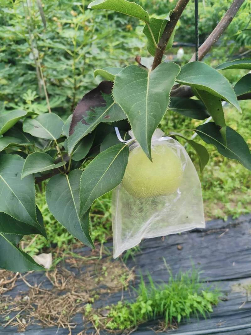 大家帮忙看看这梨树叶子怎么了?