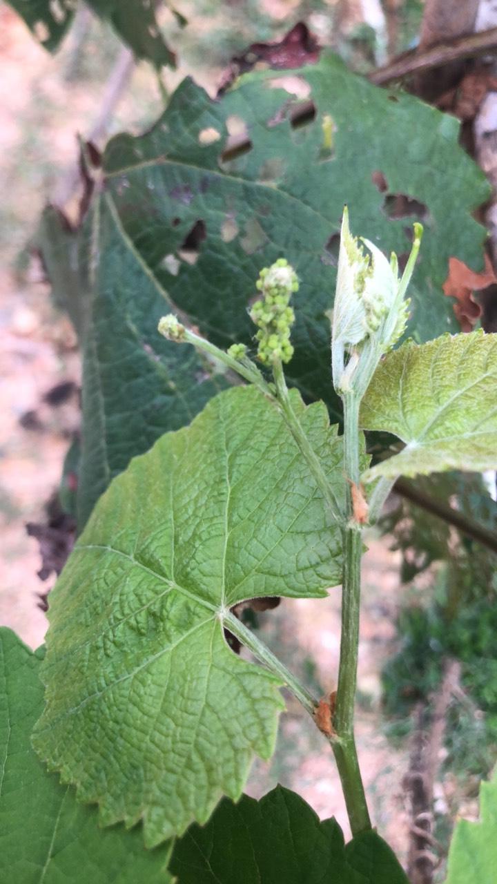 葡萄新人,请教葡萄须变花序?正常情况是否要留?