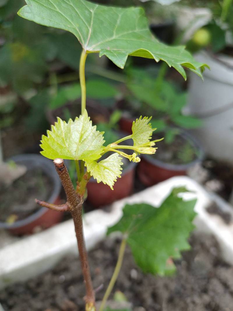 葡萄新人,请教葡萄须变花序?正常情况是否要留?