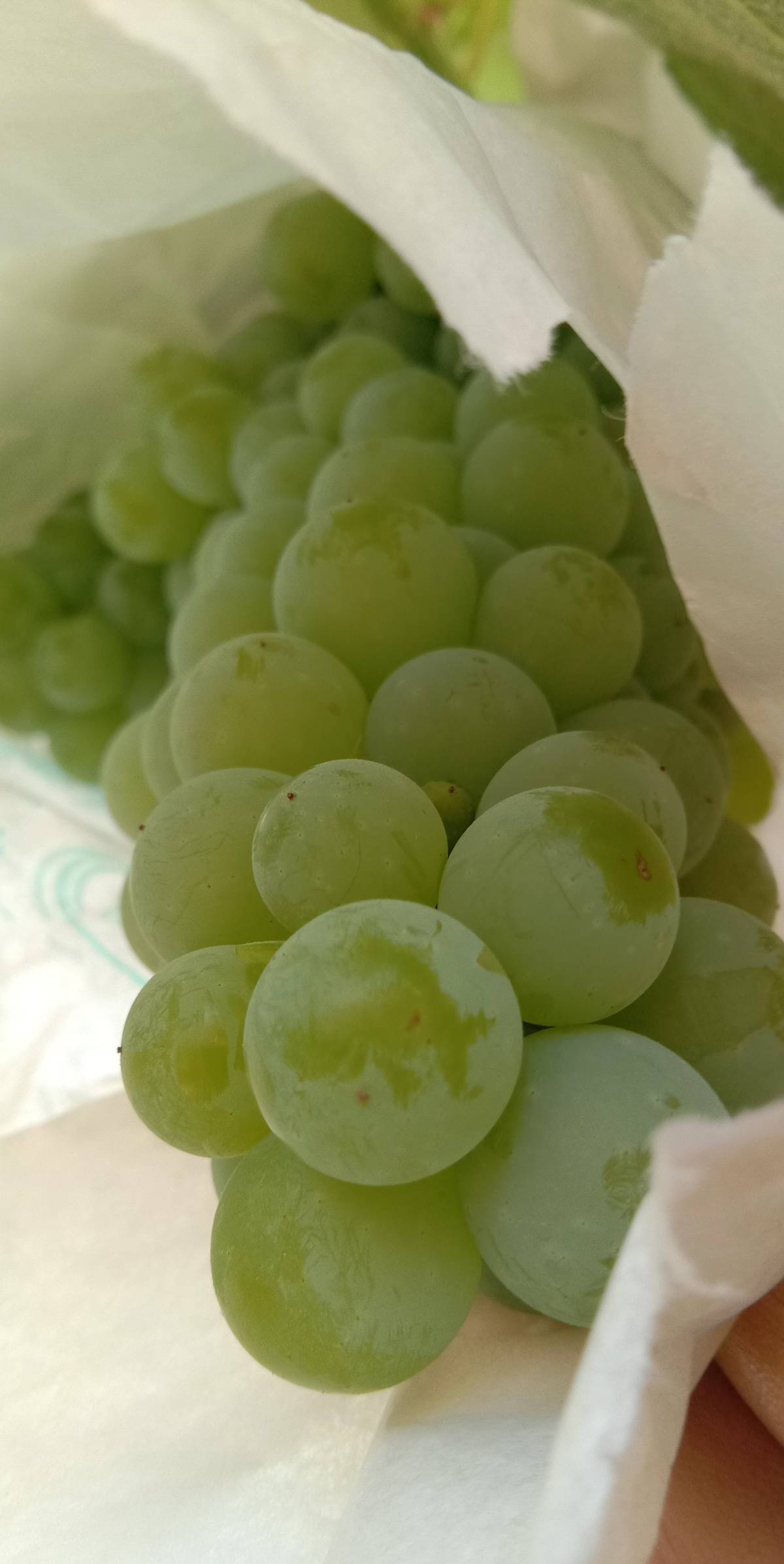 寒香蜜什么时候成熟?