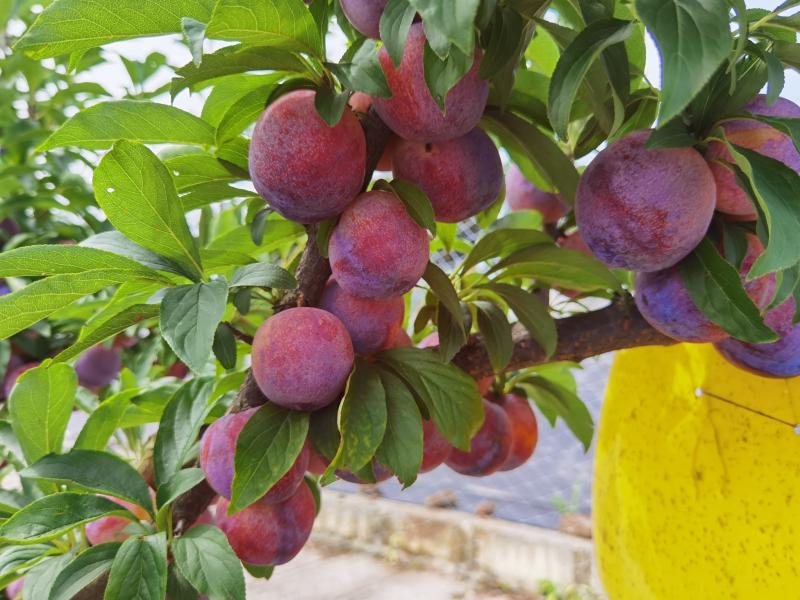 国峰李子重庆璧山区表现 - 李树论坛 - 水果邦农人之家论坛