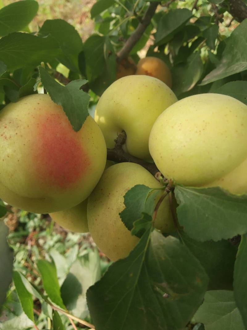 银白杏开始成熟了 - 杏树论坛 - 水果邦农人之家论坛