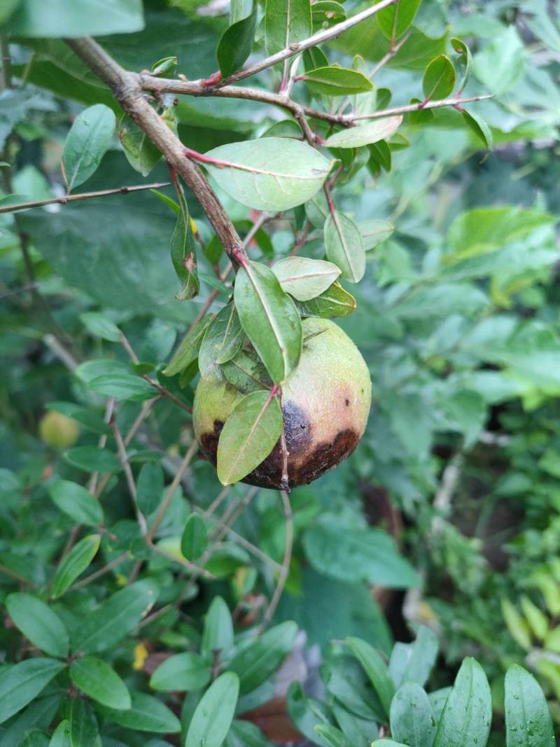 请问这软籽石榴果子上是啥害?