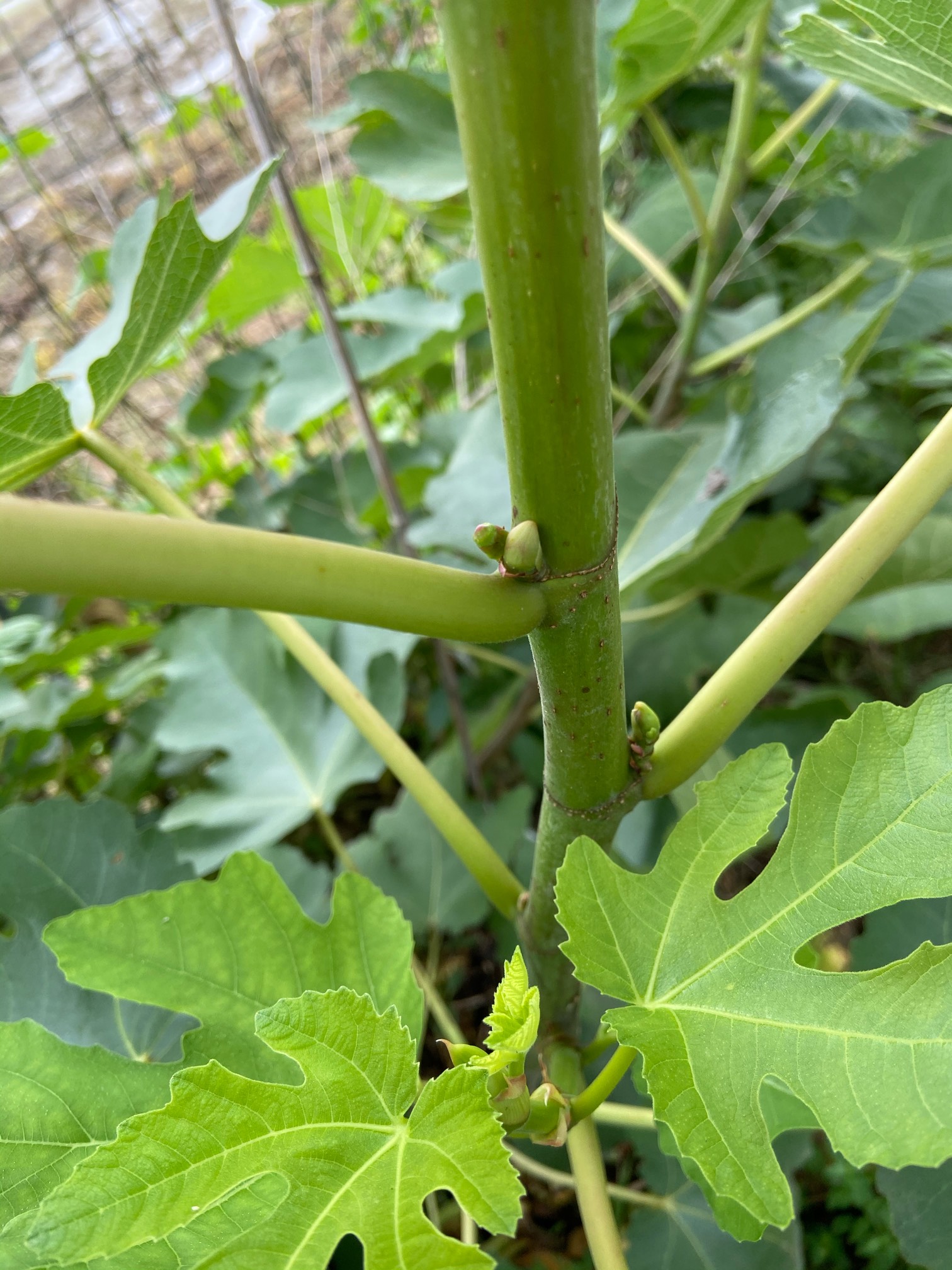 日紫总算来果了 - 无花果论坛 - 水果邦农人之家论坛