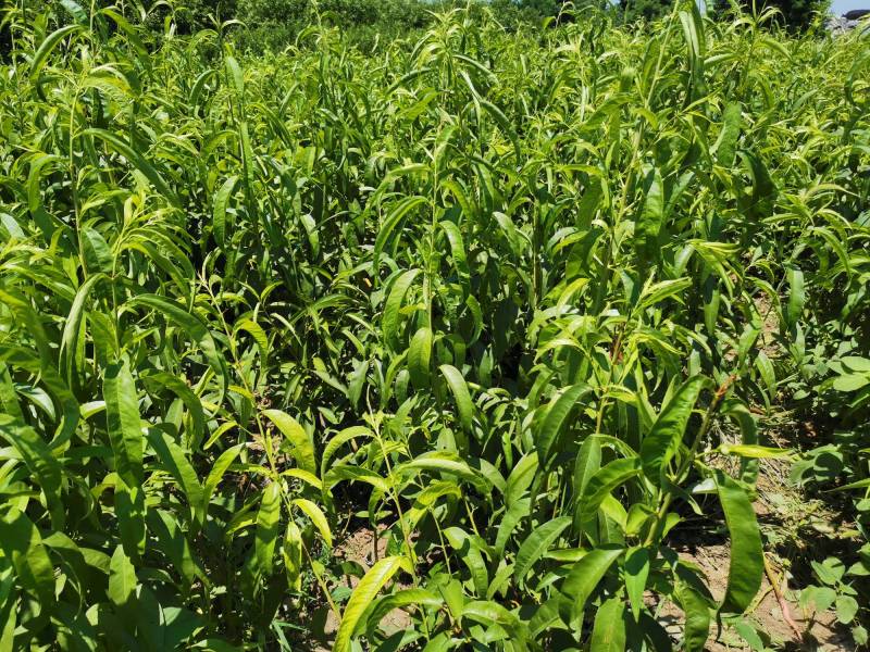 紫桃,黄桃树苗夏季生长状