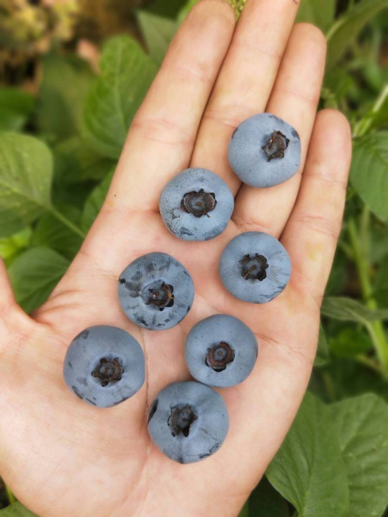 钱德勒是个好品种, - 蓝莓论坛 - 水果邦农人之家论坛