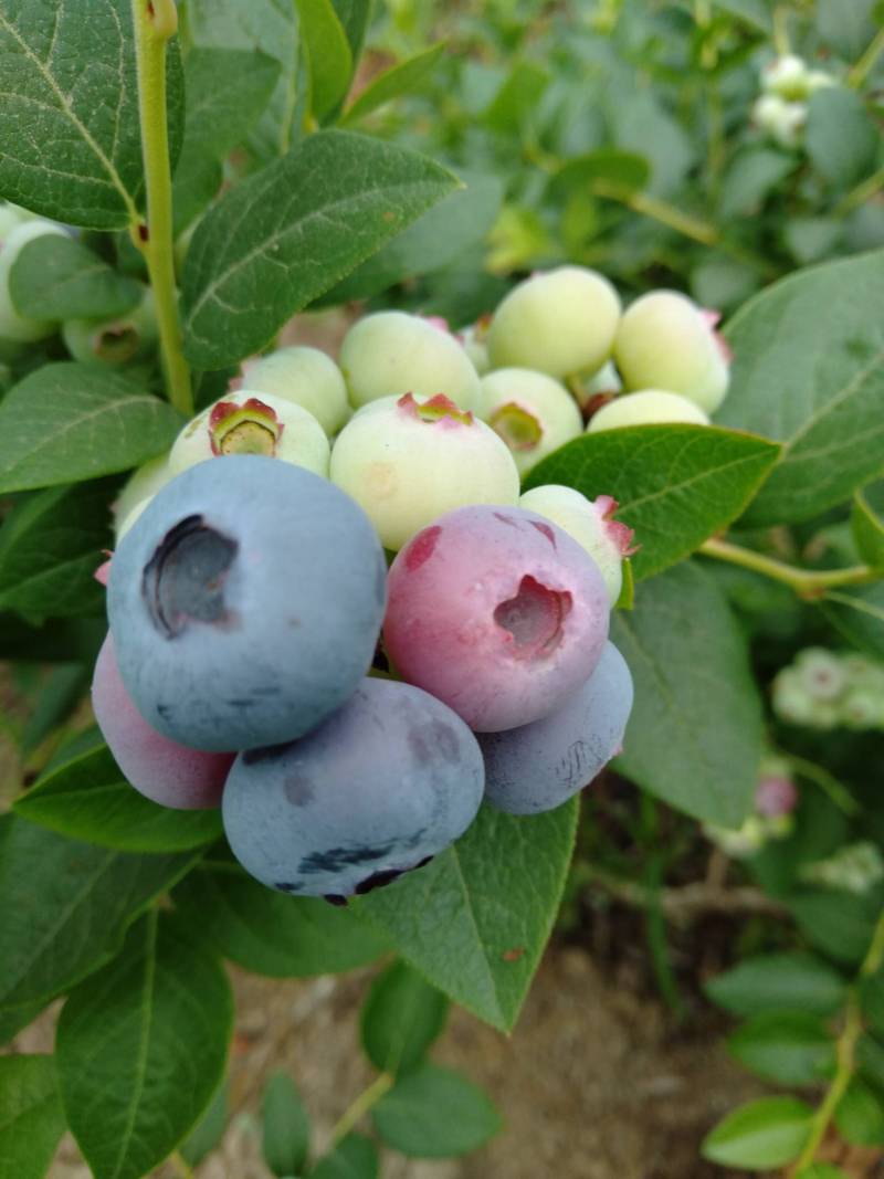 开始陆续下果啦 - 蓝莓论坛 - 水果邦农人之家论坛