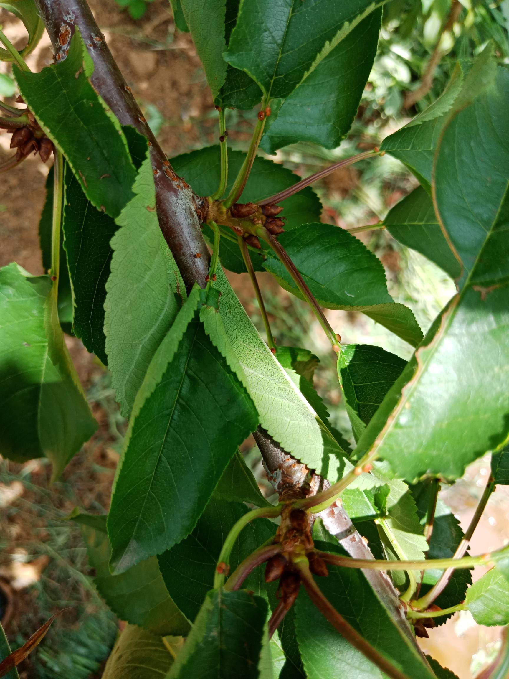 大樱桃花芽分化情况