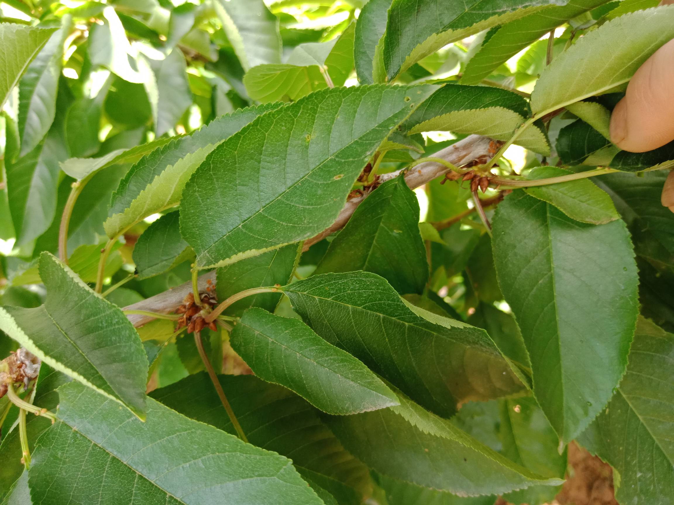 大樱桃花芽分化情况