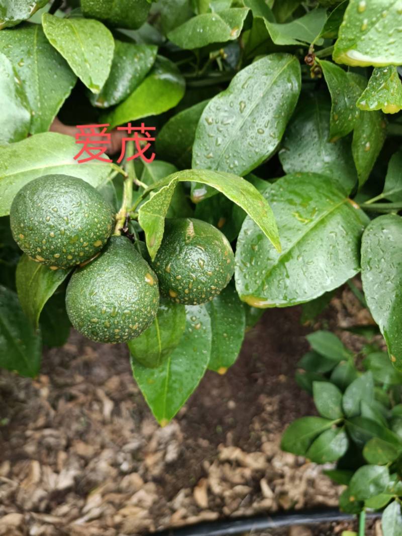 赣南早,青秋,九月红这几天的图片